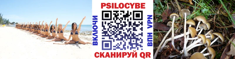 магазин продажи   Дивногорск  Псилоцибиновые грибы MAGIC MUSHROOMS 