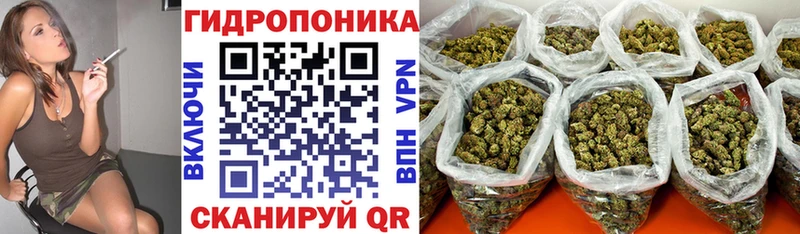 дарнет шоп  Дивногорск  МАРИХУАНА сатива 